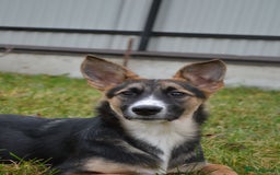 Mixed Breed dogs for adoption: ❤️🐶Busia- 6(7) month lower-medium girl ❤️🐶 - Advert 1