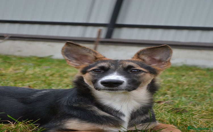 Mixed Breed dogs ❤️🐶Busia- 6(7) month lower-medium girl ❤️🐶 - Advert 13