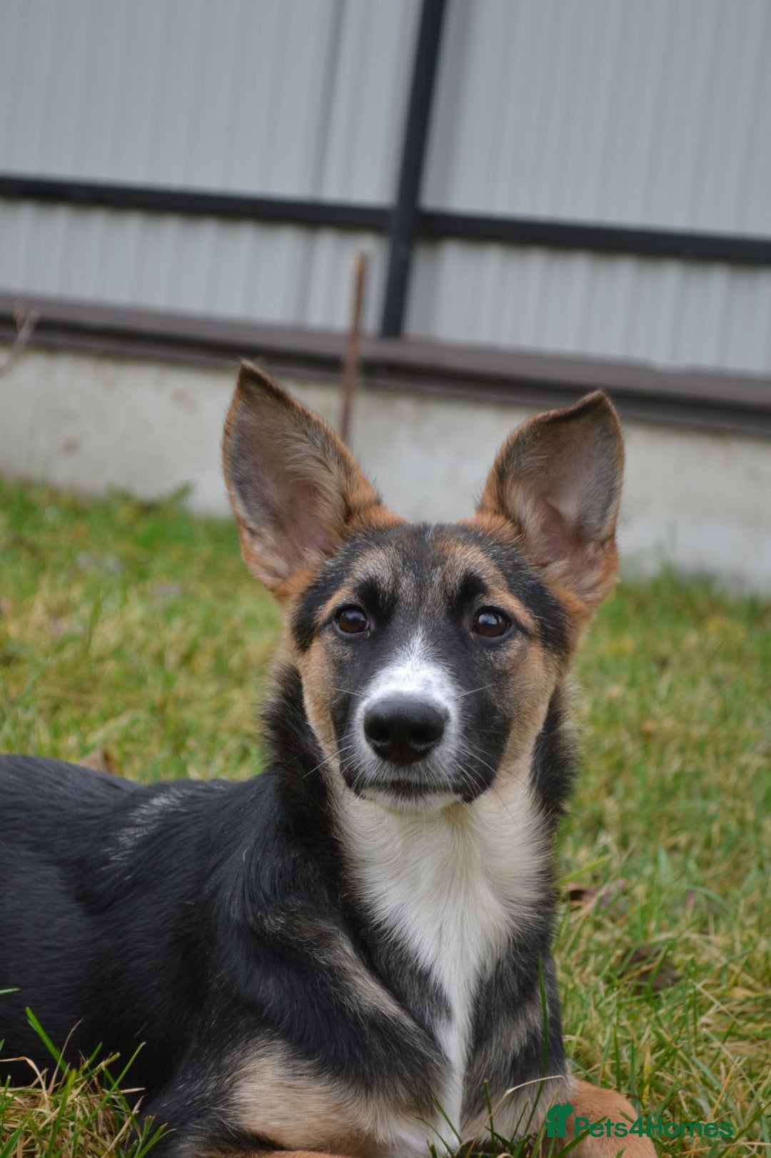 Mixed Breed dogs for adoption: ❤️🐶Busia- 6(7) month lower-medium girl ❤️🐶 - Advert 1