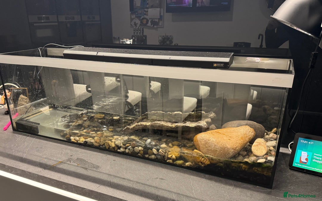 Terrapin reptiles for sale: Terrapins - Advert 3