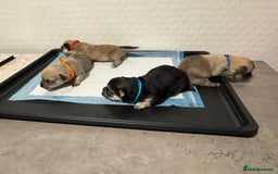 Chiweenie dogs for sale: 5 Beautiful Chiweenie Puppies - Image 16