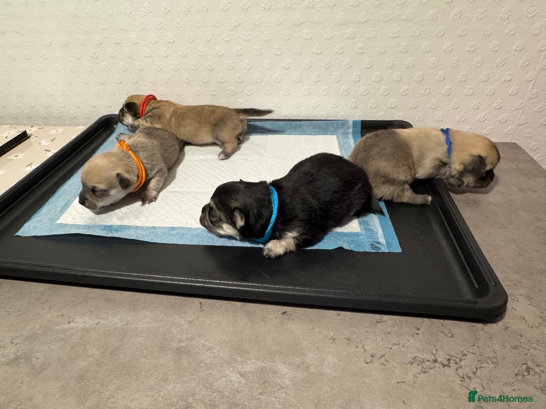 Chiweenie dogs for sale: 5 Beautiful Chiweenie Puppies - Image 16