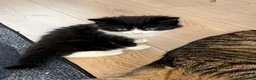 Mixed Breed cats for sale: Kitty for sale  - Advert 4