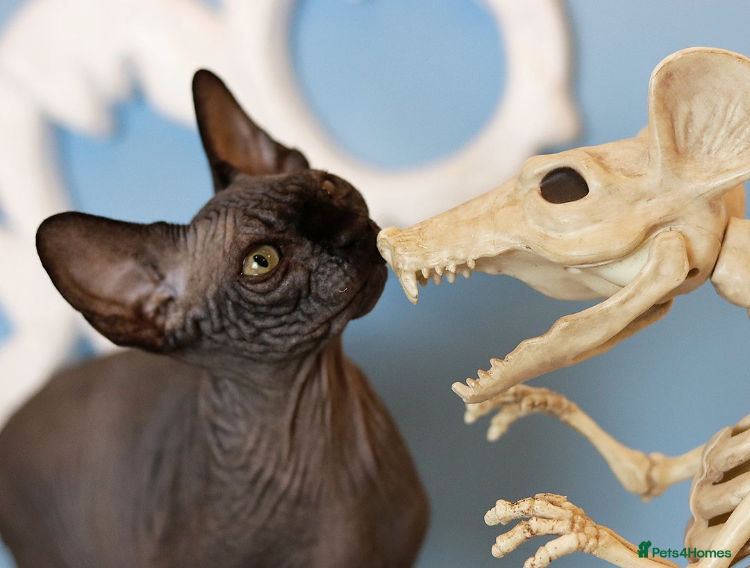 Sphynx cats for sale: Bloodline Sphynx Kittens  - Advert 16