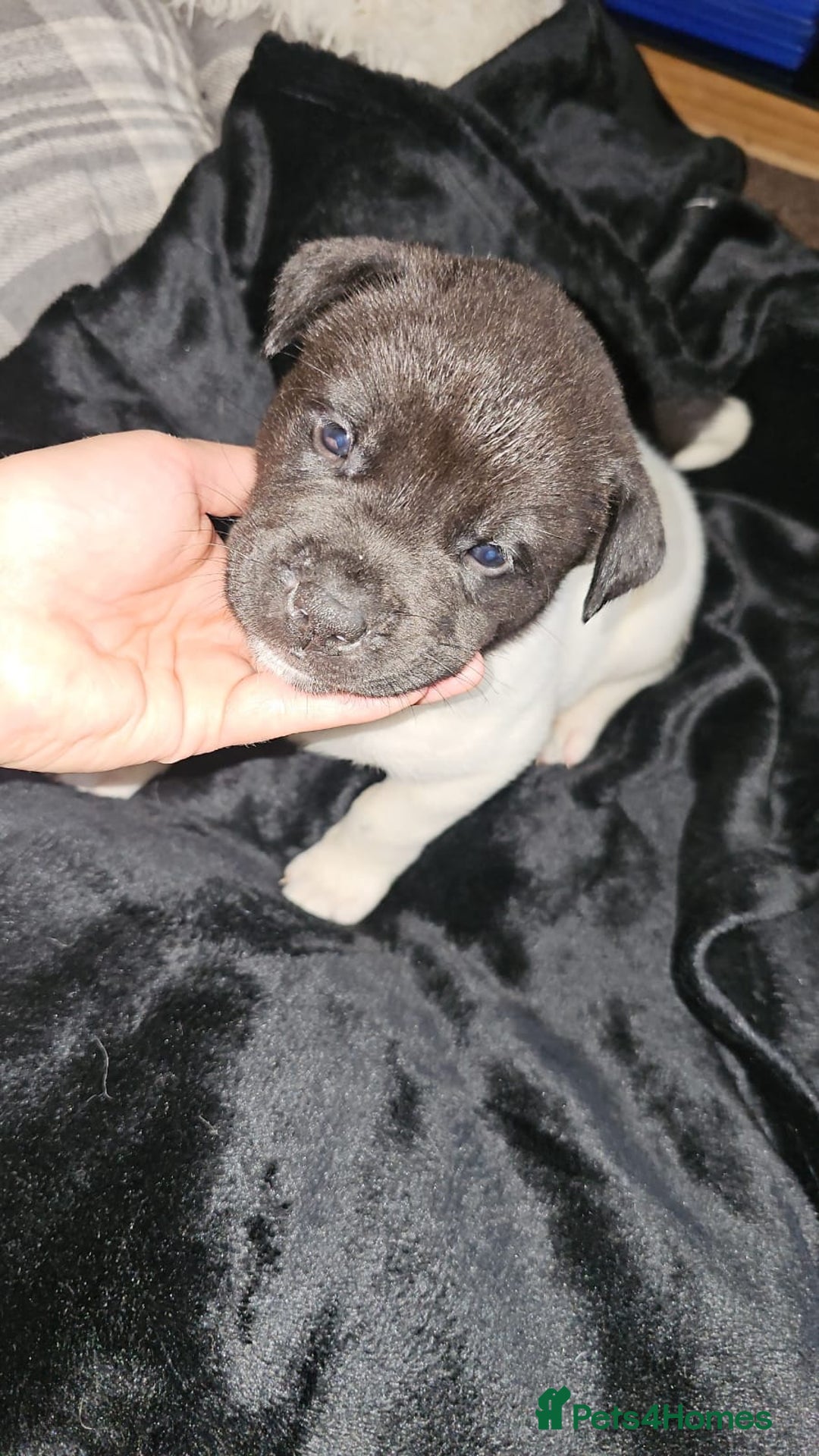 Mixed Breed dogs for sale: American akita x staffy pups for sale  - Image 4