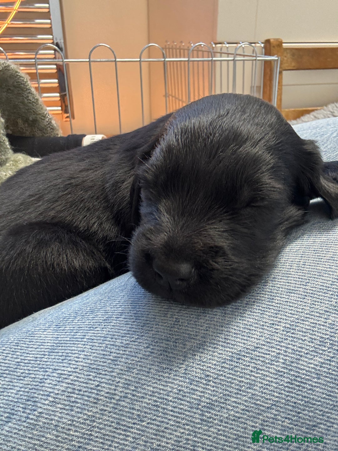 Mixed Breed dogs for sale: Flat Coat x Golden + Flat Coat x Labrador Puppies  - Advert 5