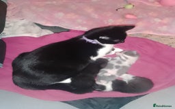 American Shorthair cats for sale: *1 kitten available* American shorthair kittens  - Image 3