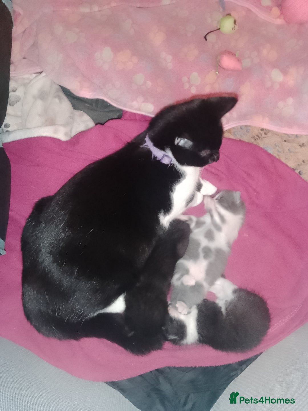 American Shorthair cats for sale: *1 kitten available* American shorthair kittens  - Image 3
