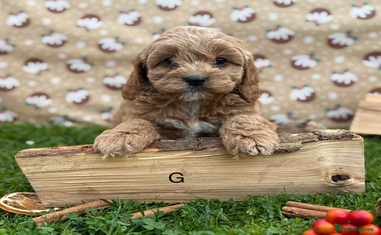 Cavapoo dogs - Advert 10