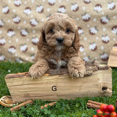 Cavapoo dogs - Advert 10