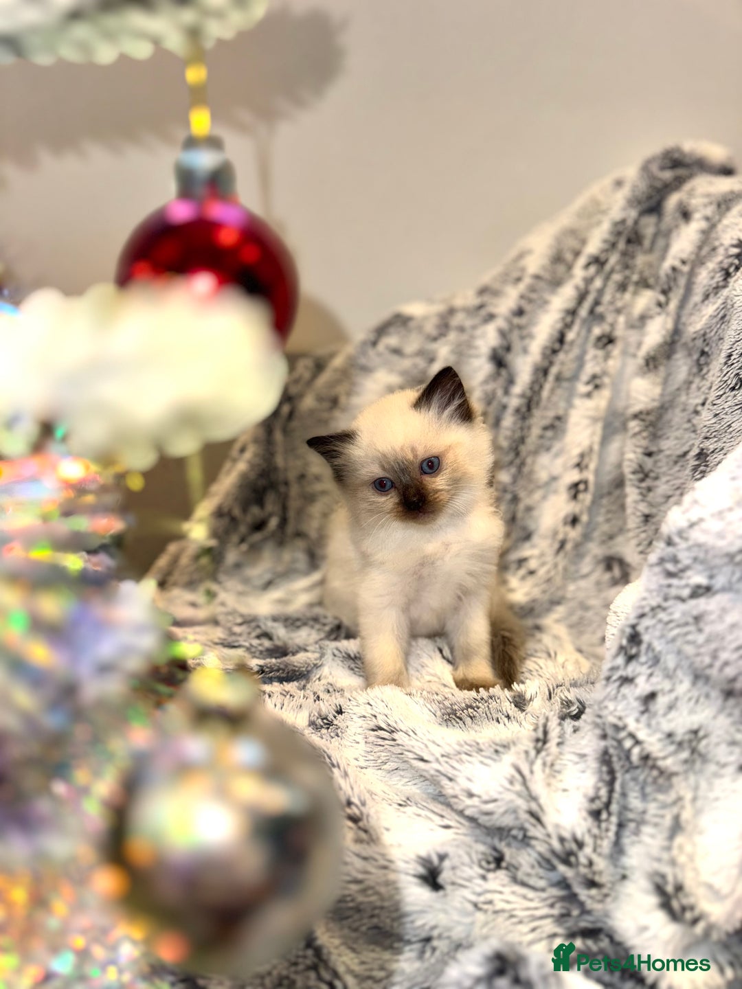 Ragdoll cats for sale: Black point Ragdoll Kittens🖤 - Advert 7