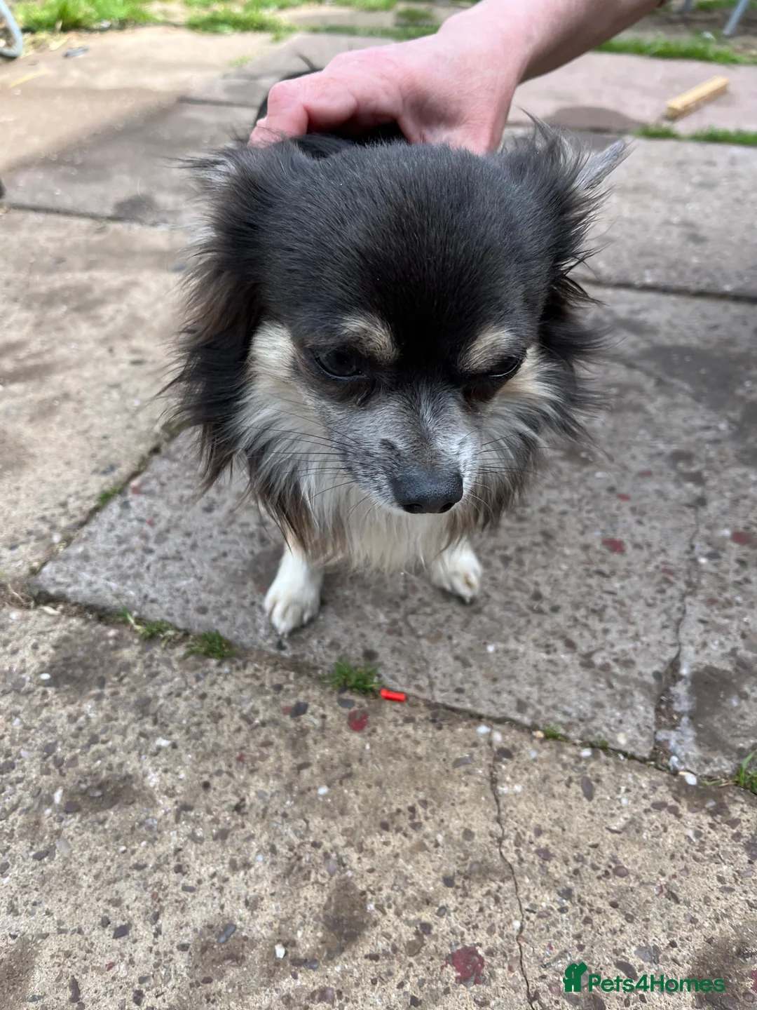 Chihuahua dogs for sale: Mexican chihuahua in Bridgnorth - Advert 3