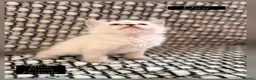 Ragdoll cats for sale: 💫 EXQUISITE RAGDOLL KITTENS  - Advert 8