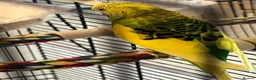 Budgerigars birds for sale: Free Budgie looking for a loving new home in Hemel Hempstead - Advert 5
