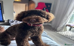 Labradoodle dogs for sale:  Mini toy labradoodle needing a new home  - Image 21