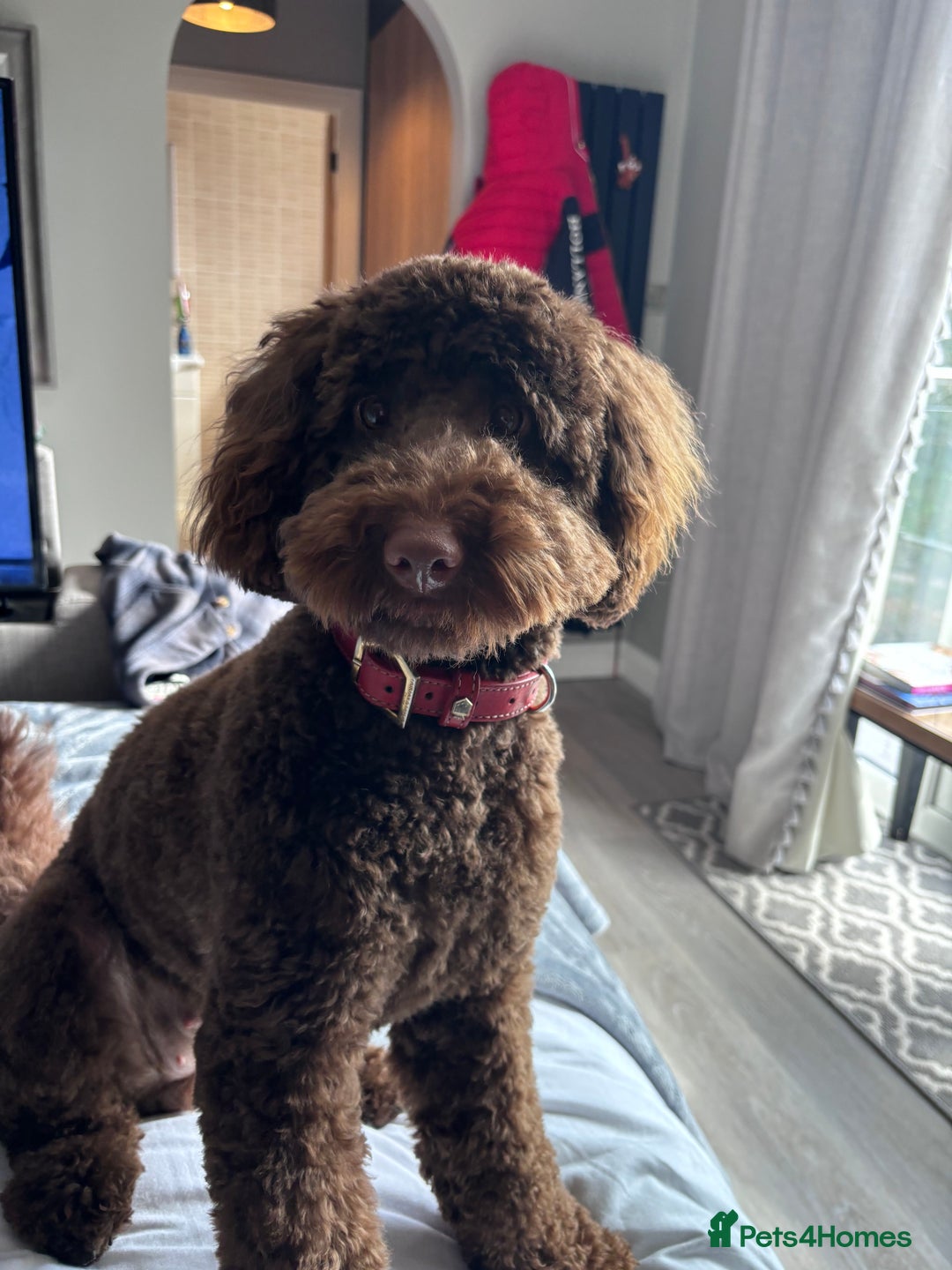 Labradoodle dogs for sale:  Mini toy labradoodle needing a new home  - Image 21