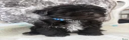 Shih Tzu dogs for sale: Shih tzu  - Advert 7