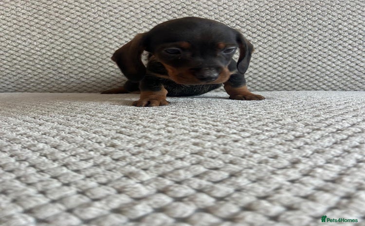 Dachshund dogs - Advert 4