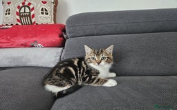 Mixed Breed cats for sale: Ragdoll x kittens - Image 6