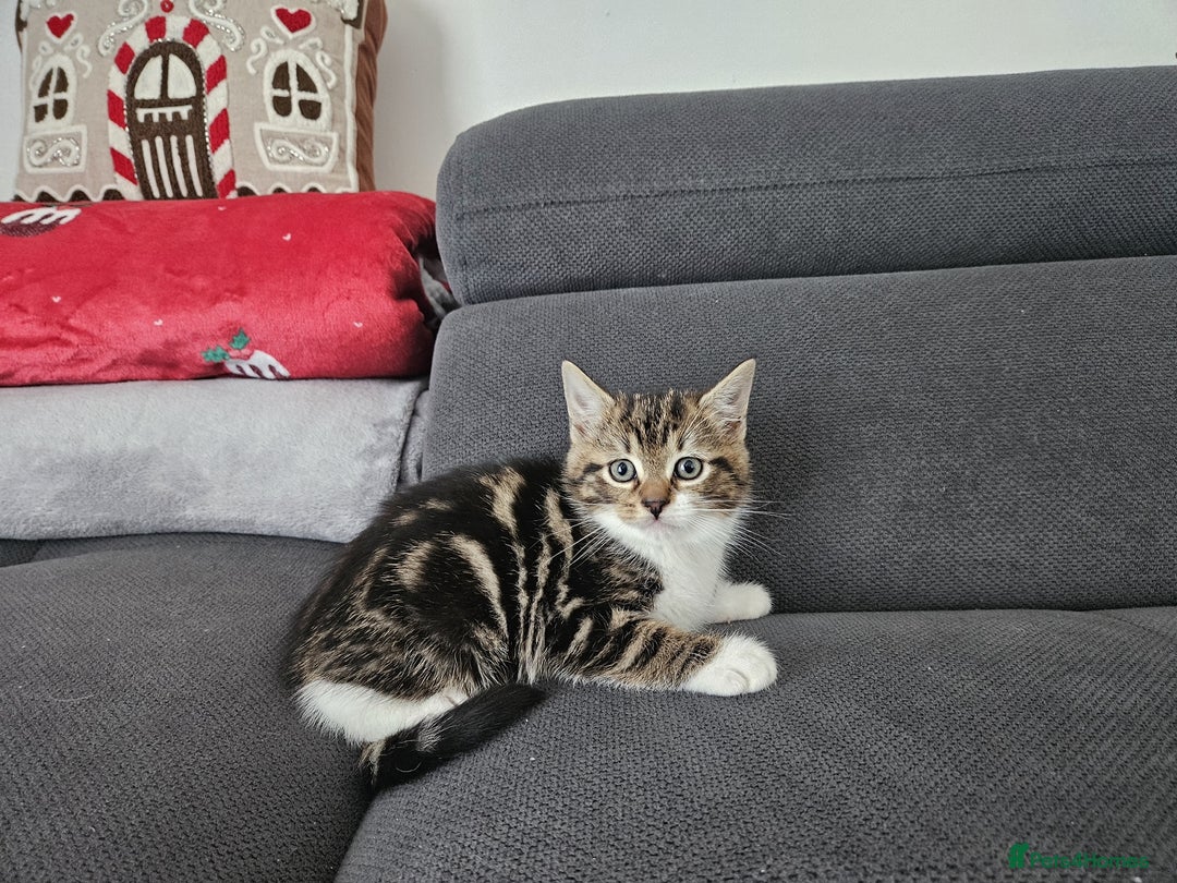 Mixed Breed cats for sale: Ragdoll x kittens - Image 6