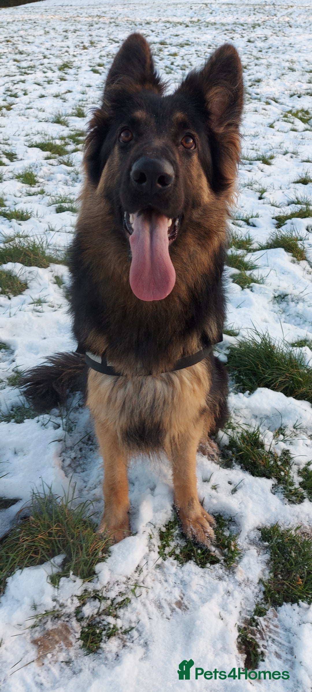 German Shepherd dogs for sale: Looking for a new home  - Advert 5