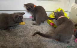 Russian Blue cats for sale: Russian Blue Kittens  - Image 25