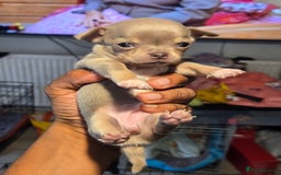 Chihuahua dogs for sale: Gorgeous Chihuahua Puppies Looking 4 Forever Homes - Image 15