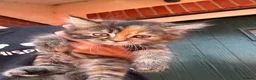 Mixed Breed cats for sale: Beautiful maine coon cross persian kittens  - Advert 9