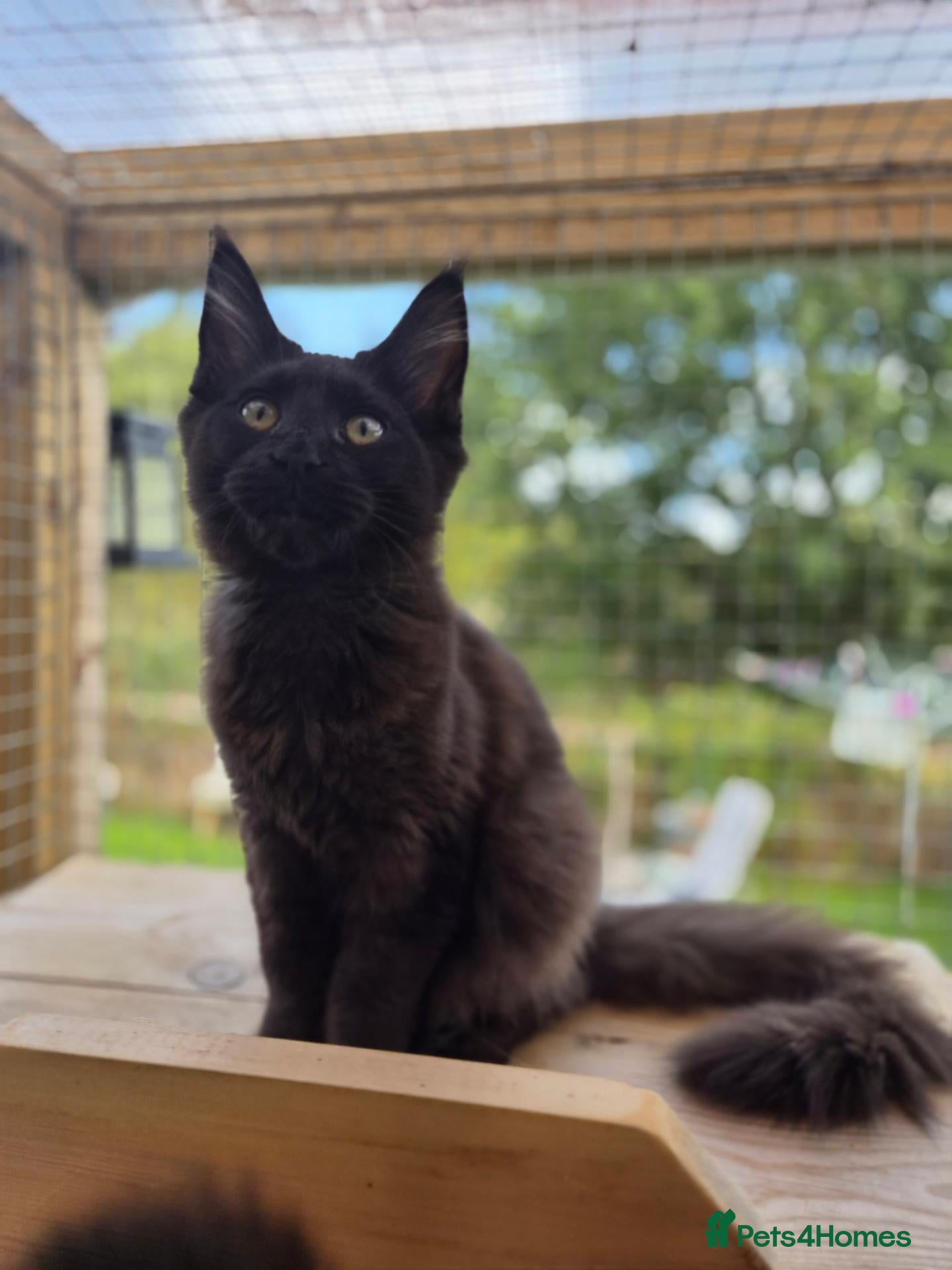 Maine Coon cats 🌟Tica registered mainecoons champion lines! 🌟 - Advert 14