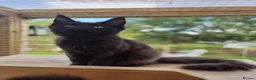 Maine Coon cats for sale: 🌟Tica registered mainecoons champion lines! 🌟 - Advert 1