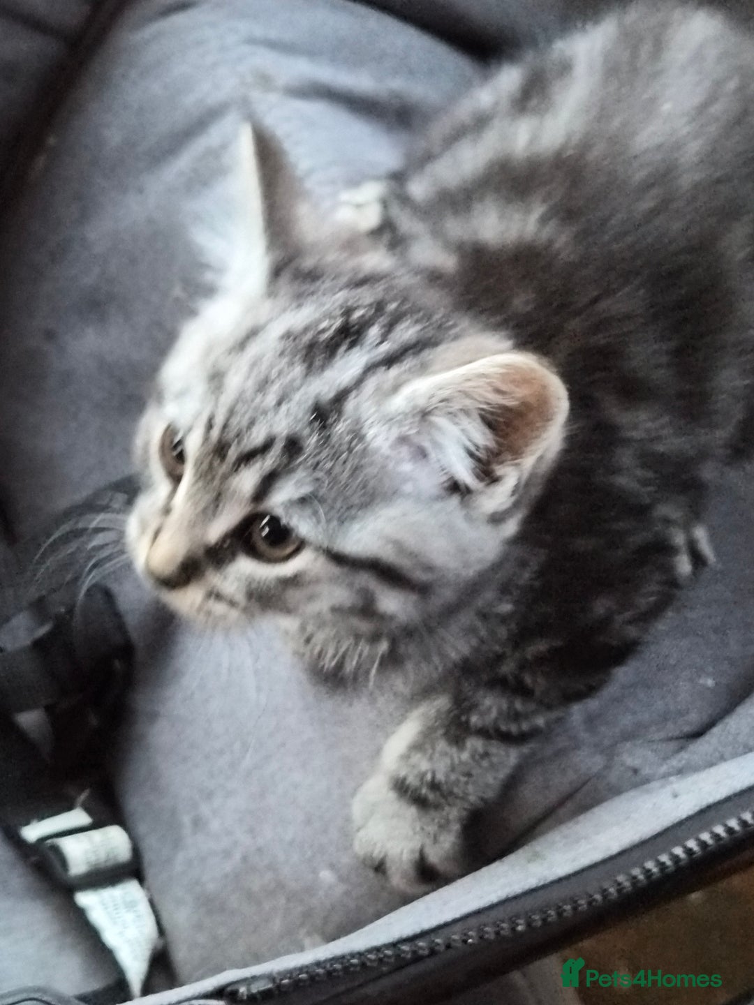 Mixed Breed cats for sale: Grey tabby kittens - Image 5