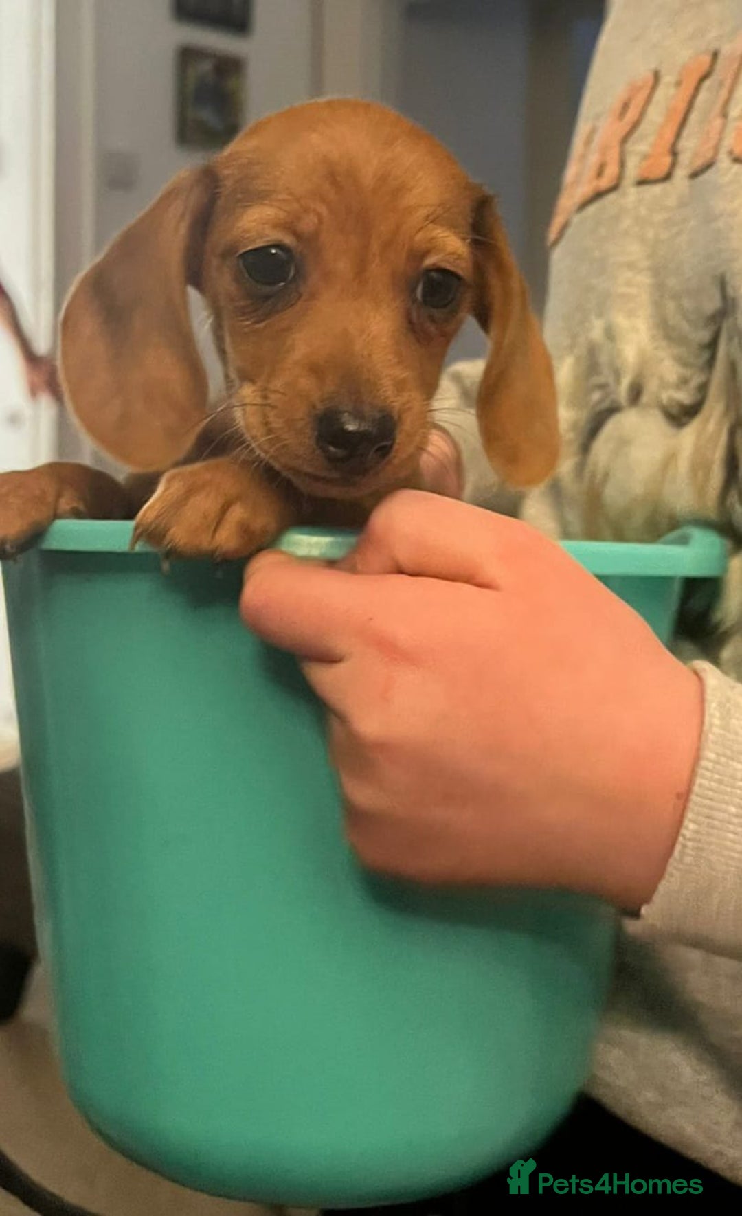 Miniature Dachshund dogs for sale: Millie  - Advert 2