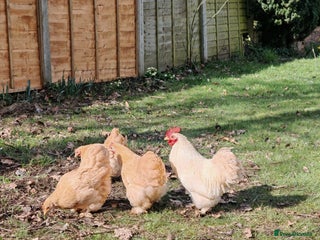Hens poultry - Advert 6