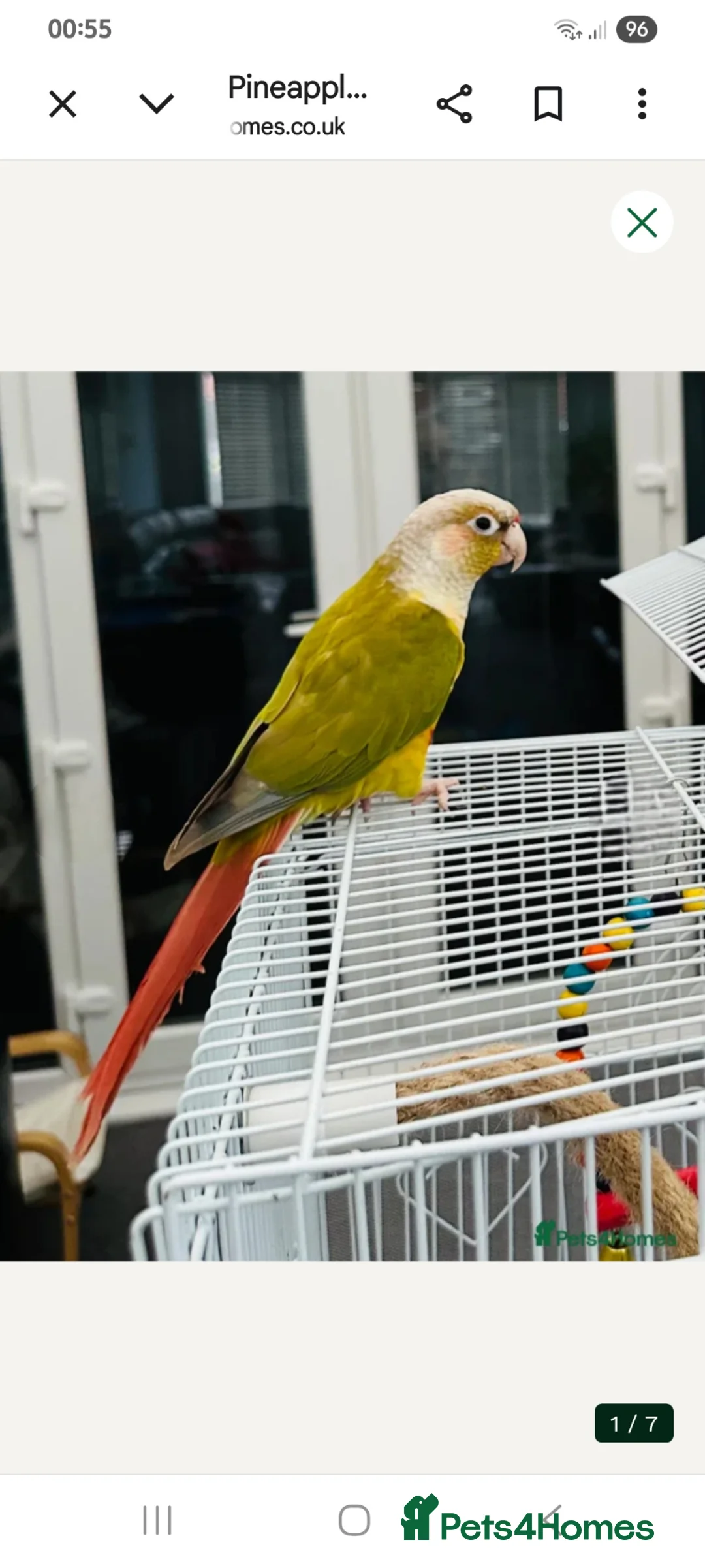 Conures birds for sale: Male Pineapple conure  in Oldham - Advert 1
