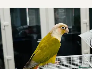 Conures birds Male Pineapple conure - Advert 3