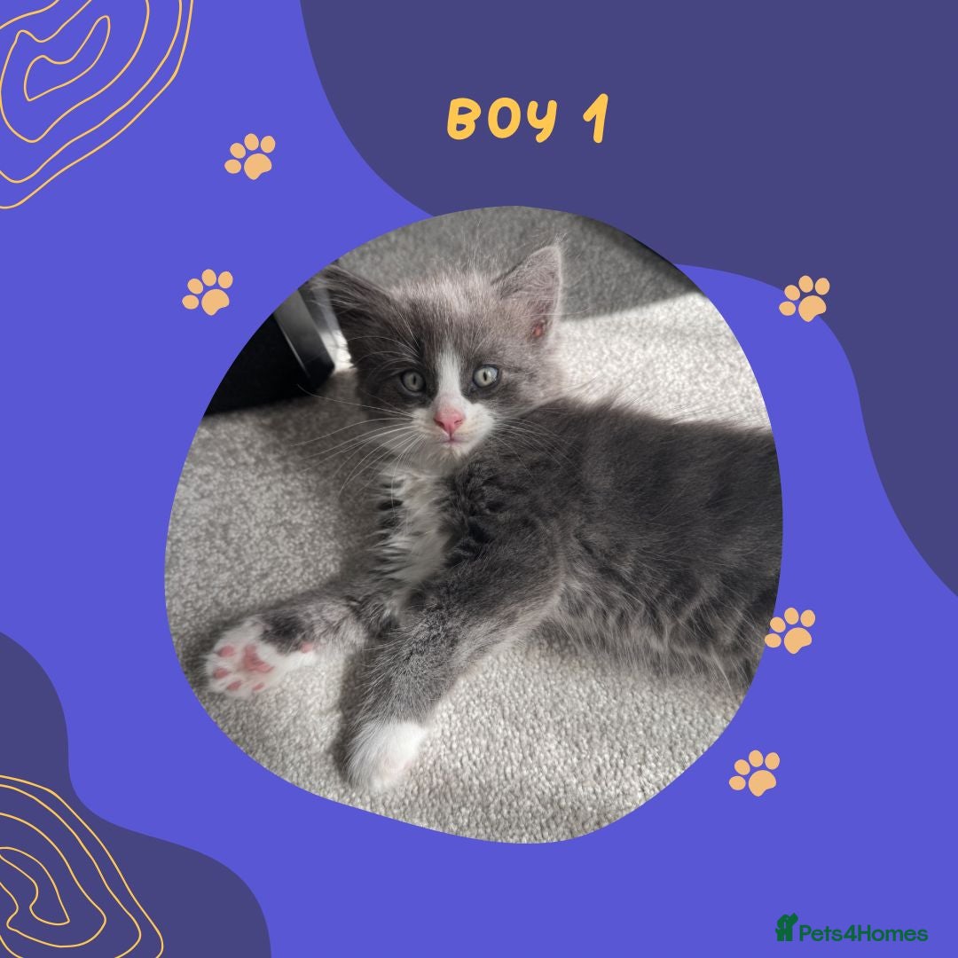 Norwegian Forest Cat cats Last kitten available- Beautiful Norwegian Mix Boy - Advert 13