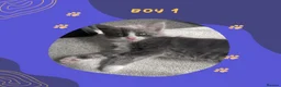 Norwegian Forest Cat cats for sale: Beautiful Norwegian Mix Kittens – 2 Boys & 1 Girl - Advert 6
