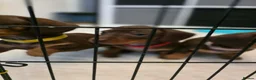 Miniature Dachshund dogs for sale: Chocolate and tan miniature dachshunds in Pontefract - Advert 7