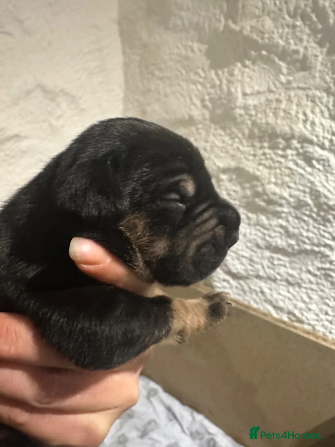 Mixed Breed dogs for sale: Sprocker x sharpei - Advert 1