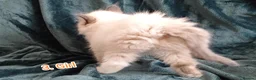 Ragdoll cats for sale: Ragdoll kitten. Ready for a new home  - Advert 19