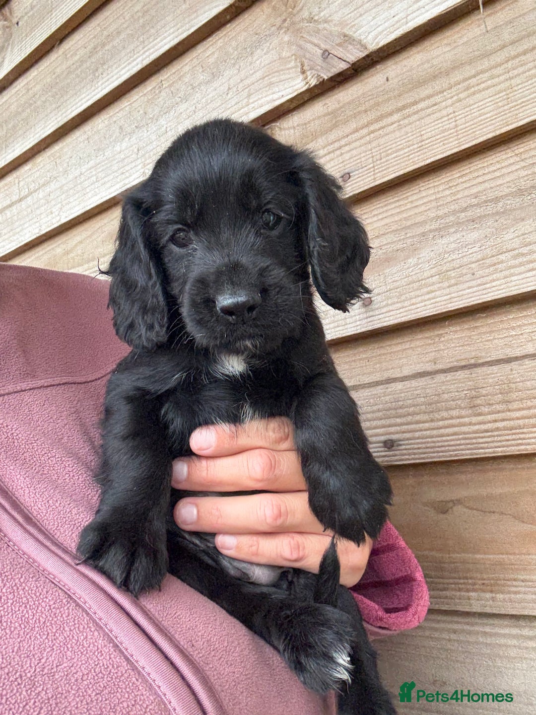 Sprocker dogs for sale: Sprocker spaniel puppy’s for sale  - Image 22