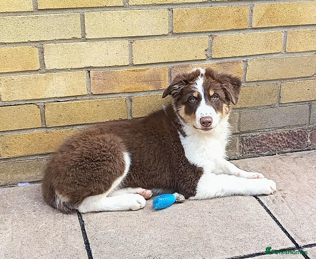 Australian Shepherd dogs for sale: Australian Shepherd puppies in Peterborough - Image 11