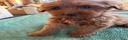 Labradoodle dogs for sale: Gorgeous Health Checked Labradoodle Puppies - Advert 5
