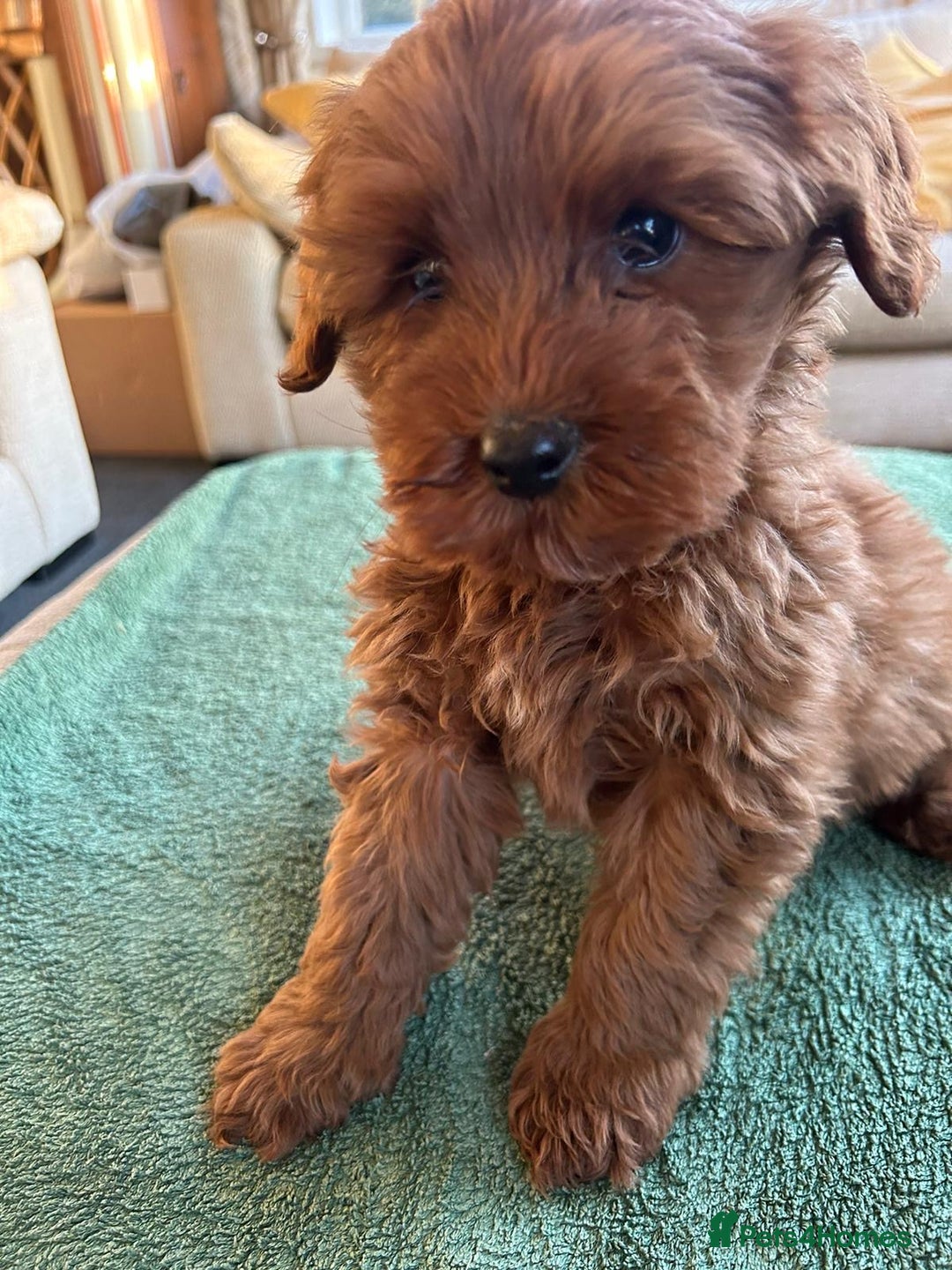 Labradoodle dogs for sale: Gorgeous Health Checked Labradoodle Puppies - Advert 5