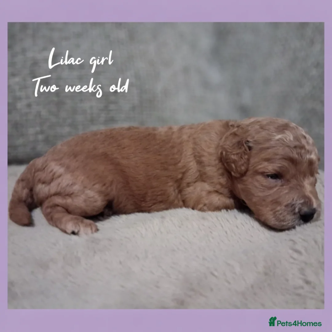 Labradoodle dogs for sale: Miniature F1b Labradoodles in Stevenage - Advert 3