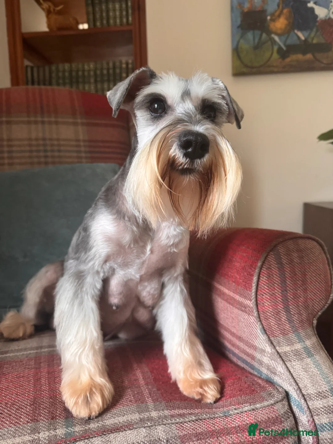 Miniature Schnauzer dogs for sale: KC Registered, health tested puppies available  - Advert 11