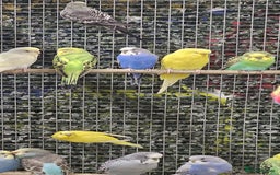 Budgerigars birds for sale: stunning beautiful budgies available  - Image 4