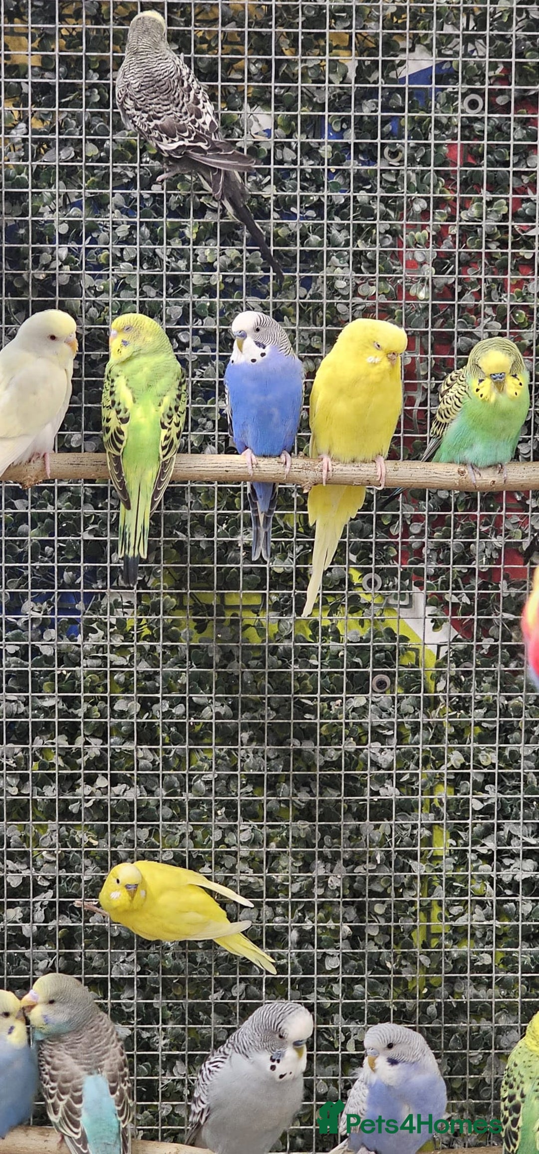 Budgerigars birds for sale: stunning beautiful budgies available  - Image 4