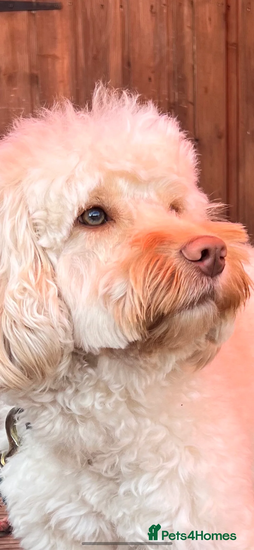 Cockapoo dogs for stud: F1 cockapoo stud health tested in Harwich - Advert 1