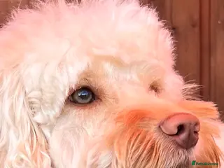 Cockapoo dogs F1 cockapoo stud health tested in Harwich - Advert 19